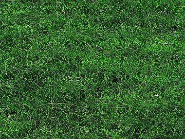 Turf 3d model