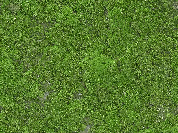 moss texture (ID:ffajg72852)