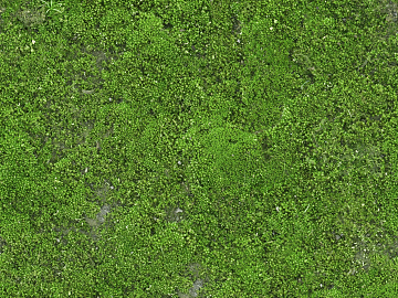 moss texture (ID:ffajg72852)