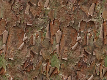 bark texture (ID:ffacg52913)