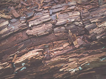 bark texture (ID:ffagg06288)