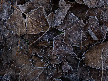 fallen leaves texture (ID:ffabg32987)