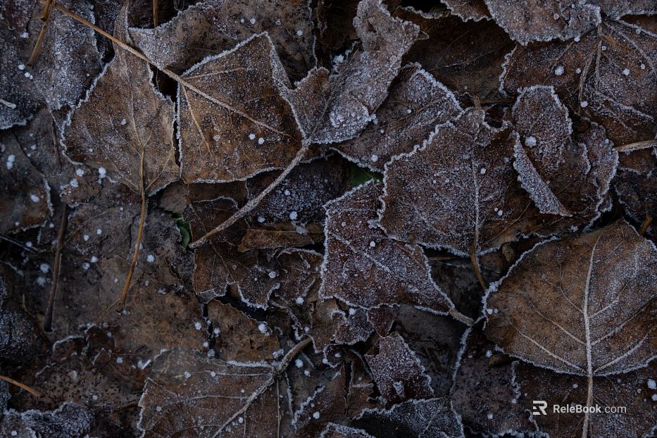 fallen leaves texture
