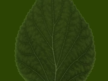 leaves texture (ID:ffaag76968)