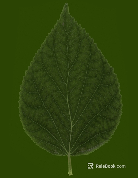 leaves texture