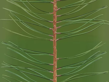 Plants texture (ID:ffacg21255)