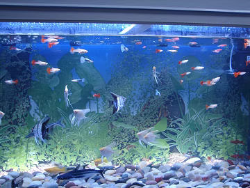 Fish tank texture (ID:ffagg49437)