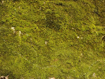 moss texture (ID:ffaeg64153)