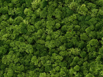 Modern green moss texture (ID:ffagh454761)