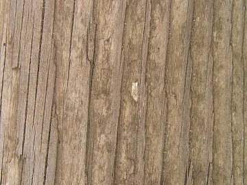 bark texture (ID:ffajg98970)