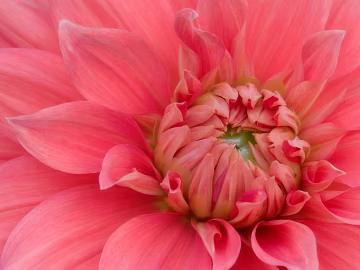 Flowers texture (ID:ffaeg73703)
