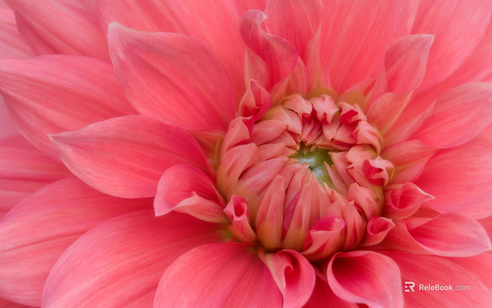 Flowers texture