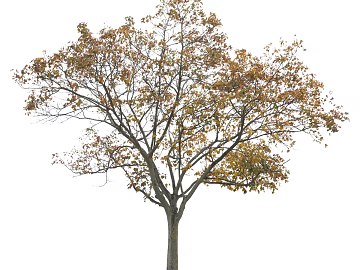 Trees Autumn Trees Big Trees Small Trees Commercial Trees Roadside Trees Community Greening texture (ID:ffach456143)