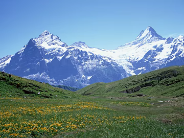 Wild Scenery texture (ID:ffaag90644)