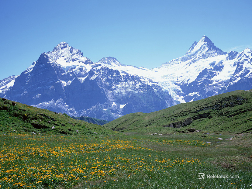 Wild Scenery texture