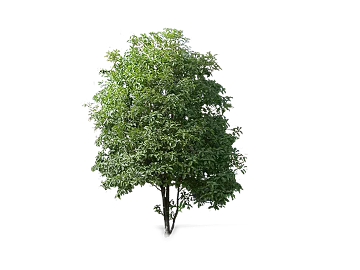 Green Broadleaf Tree Outdoor Landscape Plants texture (ID:ffaeh536279)
