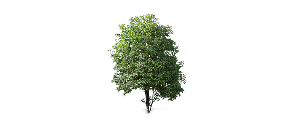 Green Broadleaf Tree Outdoor Landscape Plants texture