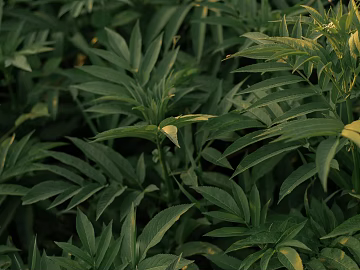 Plants texture (ID:ffaeg25477)