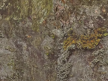 bark texture (ID:ffacg24512)