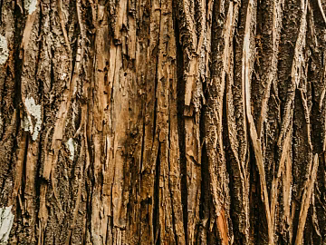 bark texture (ID:ffagg04308)