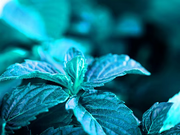 Plants texture (ID:ffajg80677)