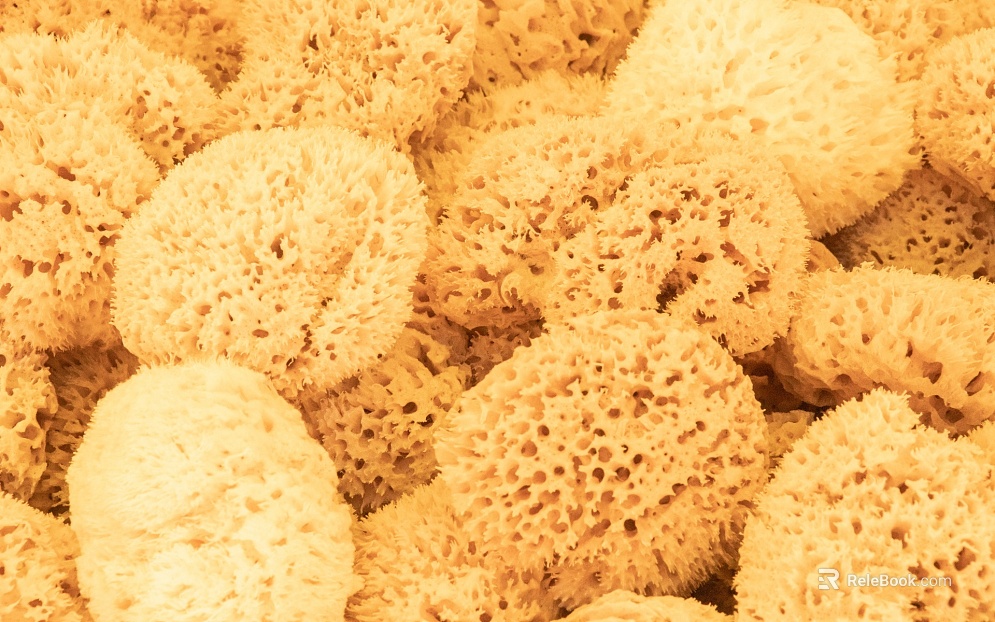 Sponge texture