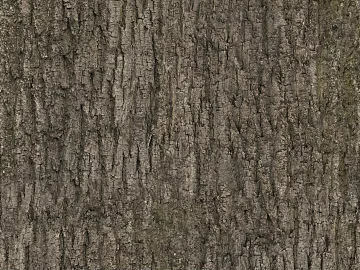 bark texture (ID:ffajg33913)