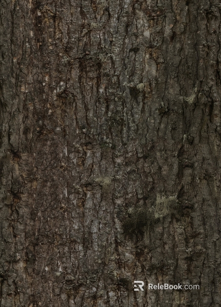 bark texture