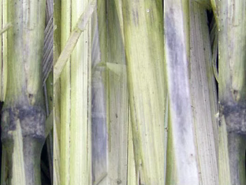 Bamboo texture (ID:ffaag17706)