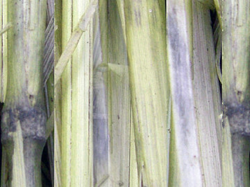 Bamboo texture (ID:ffaag17706)