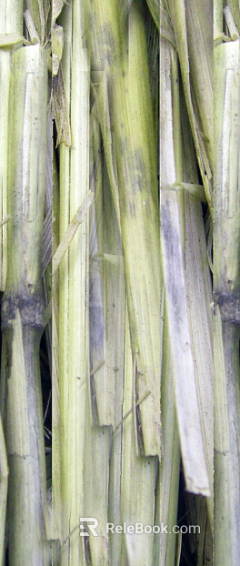 Bamboo texture