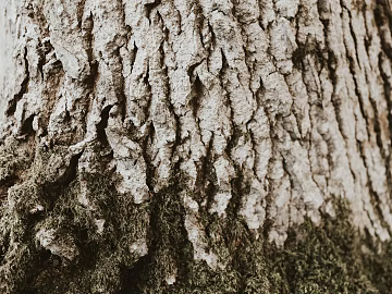 bark texture (ID:ffaeg01658)
