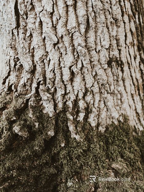 bark texture