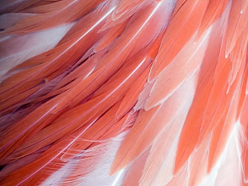 decorative painting texture (ID:ffaeg36371)