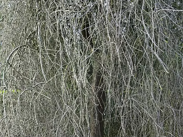 Plants texture (ID:ffaag06552)