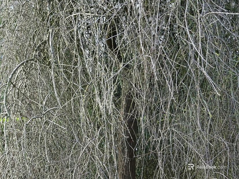 Plants texture