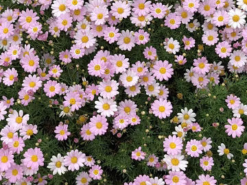Flowers texture (ID:ffaeh290139)