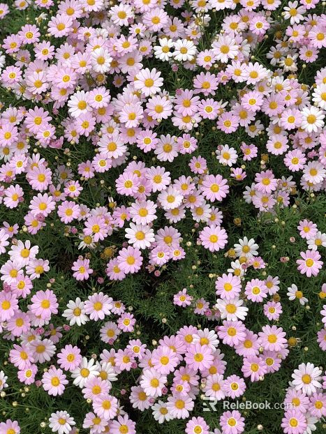 Flowers texture