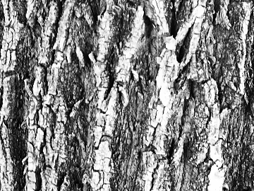 Black and White Bump texture (ID:ffagg63782)