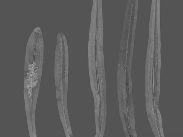 Grayish willow natural plant map texture (ID:ffaeh361626)