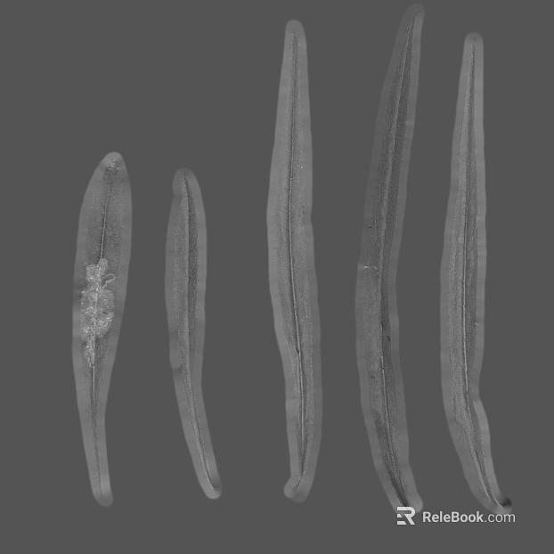 Grayish willow natural plant map texture