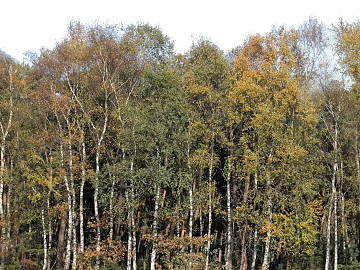 Wild Scenery texture (ID:ffagf9990)