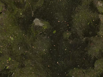 moss texture (ID:ffacg47298)