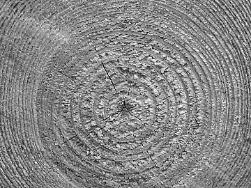 annual rings texture (ID:ffaag06924)