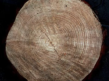 annual rings texture (ID:ffaag26640)