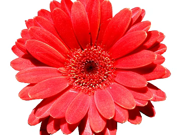 Flowers texture (ID:ffabg62962)