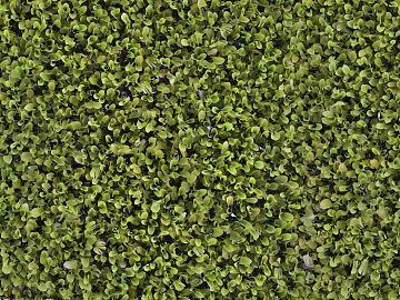 moss texture (ID:ffhee470)