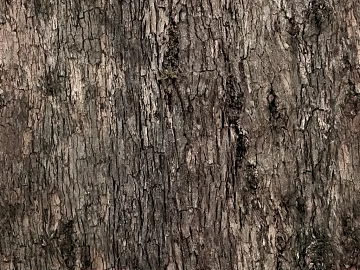 bark texture (ID:ffagg55661)
