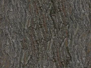 bark texture (ID:ffach610665)