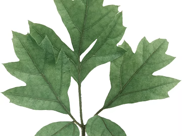leaves texture (ID:ffaag93551)